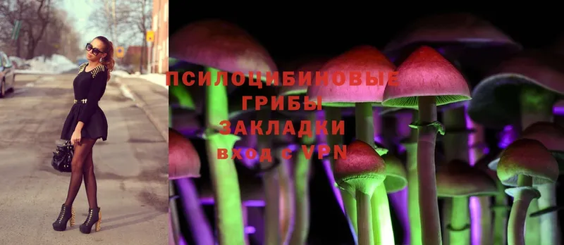 Галлюциногенные грибы Psilocybe  Дубовка 